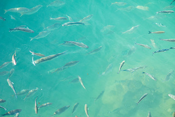 Shoal of fish in seawater, many sea fishes top view, free in the sea, sea fishes on the water surface, on the surface of the sea water aquamarine azure reflection turquoise blue abstract background