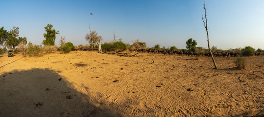 Panoramic view of buffalo cattle and safari car