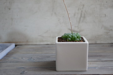 多肉植物・ハオルチア