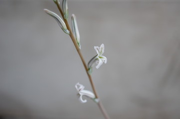 多肉植物・ハオルチア