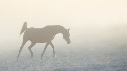 The silhouette of a beautiful arabian horse running free in the foggy haze, a portrait in motion in the mist
