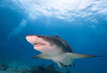 Close up on the face of a Lemon Shark.