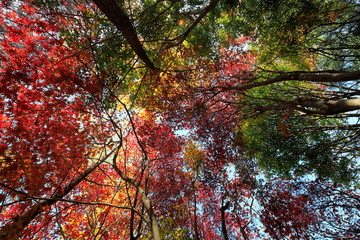 아름다운 한국의 가을 단풍