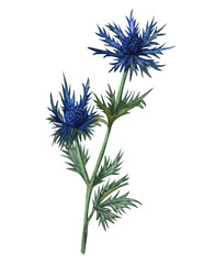 Blue Thistle Photos Royalty Free Images Graphics Vectors