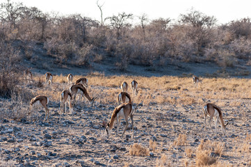 A group of Impalas - Aepyceros melampus- grazing on the plains of Etosha National Park, Namibia.