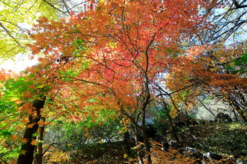Naklejka premium 아름다운 한국의 가을 단풍