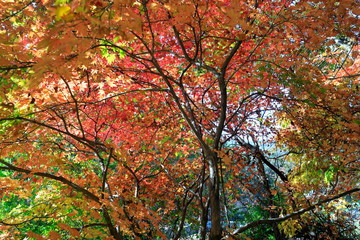 아름다운 한국의 가을 단풍