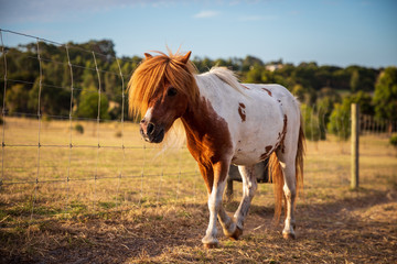 Ponies and Horses