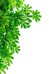Leaves on a white background insert clipping path