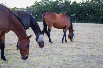 Ponies and Horses