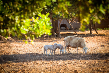 Fototapeta na wymiar Campo con ovejas algarrobos y higueras en Formentera