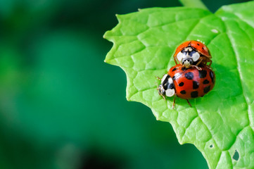 Fototapeta premium ladybug on green leaf
