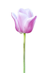 Beautiful pink tulip flower isolated on white for design greeting card decor