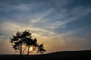 Poster tree at sunset © Nora
