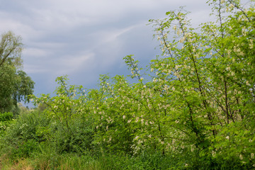 Obraz na płótnie Canvas spring landscape in anticipation of the rain