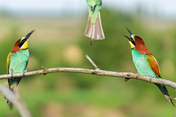 two birds look up at the tail of the third bird