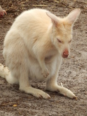 Kangourou albinos blanc Australie 