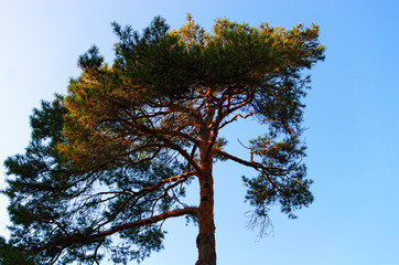 Obraz premium Old pine tree with blue sky. Top of tree against sky. Rays of the sun on the some branches. Natural composition