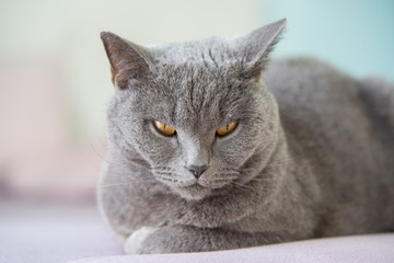 British gato gris con ojos amarillos