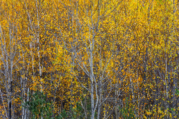 Obraz premium Autumn saplings in full color.