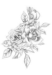 Hand drawn roses with bud and leaves. Sketch
