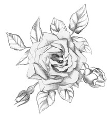 Hand drawn roses with buds and leaves. Illustration