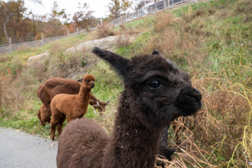 Fototapeta premium Close up shot of black alpaca. Group of llama eating grass at Alpaca World, South Korea.