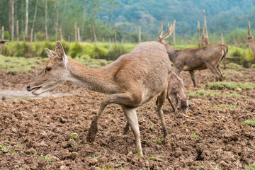 Naklejka na ściany i meble Female deer running at the mud-grass field. A doe's unique pose.