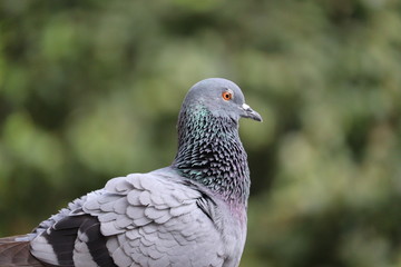 Close-up of pigeon, jaipur
