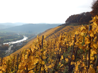 Weinberg in Deutschland im Herbst Saar 