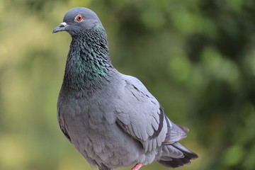 portrait of blue pigeon , India
