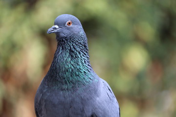 portrait of blue pigeon or dove , India