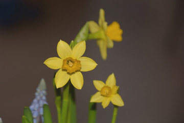 narcissus spring flower close-up view, wild daffodil or lent lily first spring greetings