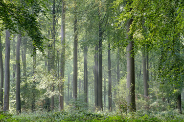Fagus sylvatica or beech trees green forest