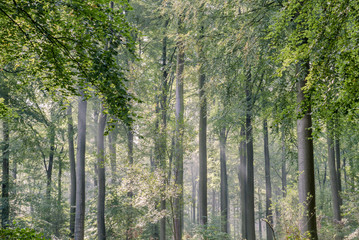 Fagus sylvatica or beech trees forest