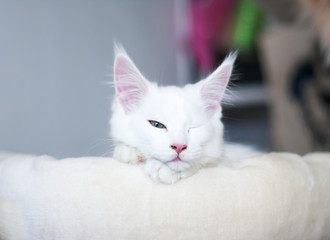 Portrait of a white maine coon kitty lying at a bed on gray background, wink with one eyes open