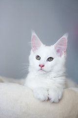 Portrait of a white maine coon kitty lying at a bed on gray background