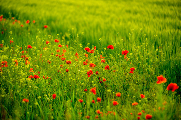 green summer field with poppies