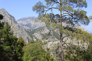 Nice pine tree on mountain background.