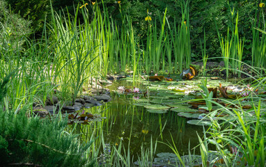 Magic of nature with pink water lilies or lotus flowers Marliacea Rosea. Nympheas are reflected in dark pond water with beautiful bright green plants. Selective focus. Nature concept for design