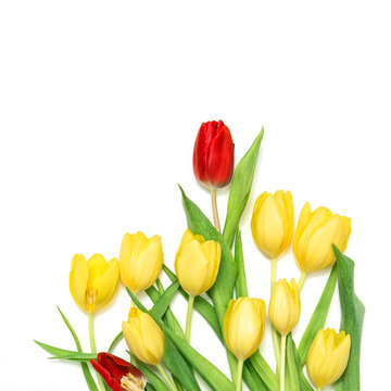 Tulip Flowers Red Yellow Bouquet White Background