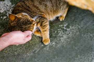 Man strokes red cat, animals. The hands of a man stroke a cat. . A series of relaxing shots 15...