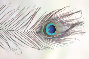 side view of birds feathers, peacock