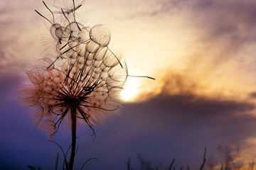 A huge fluffy dandelion against a dramatic sunset sky. Fuzzy architecture. Flower closeup. Art photo, not an ordinary angle.