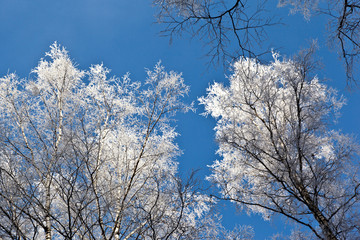 Frosted tree in frosty day against the blue sky