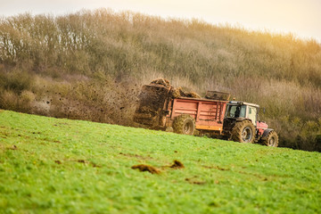 farmer spreading manure in fields in autumn