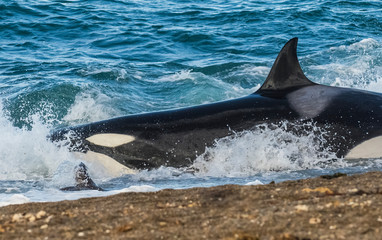 Fototapeta premium Killer whale hunting on the paragonian coast, Patagonia, Argentina