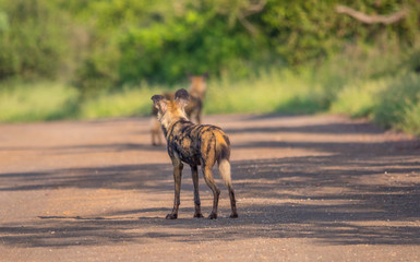 View from behind of an African wild dog isolated on a dirt road in the Kruger National Park in South Africa image in horizontal format with copy space