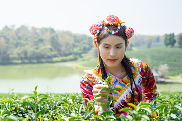 Young Yunnan Chinese lady from southern China wearing traditional tribe costume collecting tea...