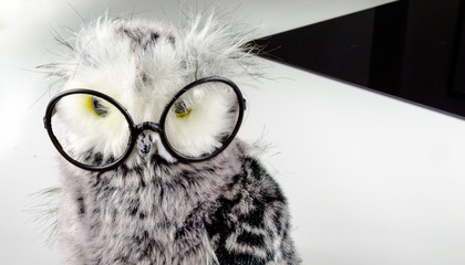 wise owl, soft toy for children, harry potter black goggles style, wisdom, education and cleverness, many school signs, nursery accessory, white background - obrazy, fototapety, plakaty